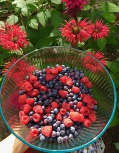 Raspberries and Blueberries in Bowl