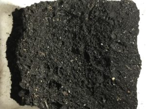 compost for seed planting