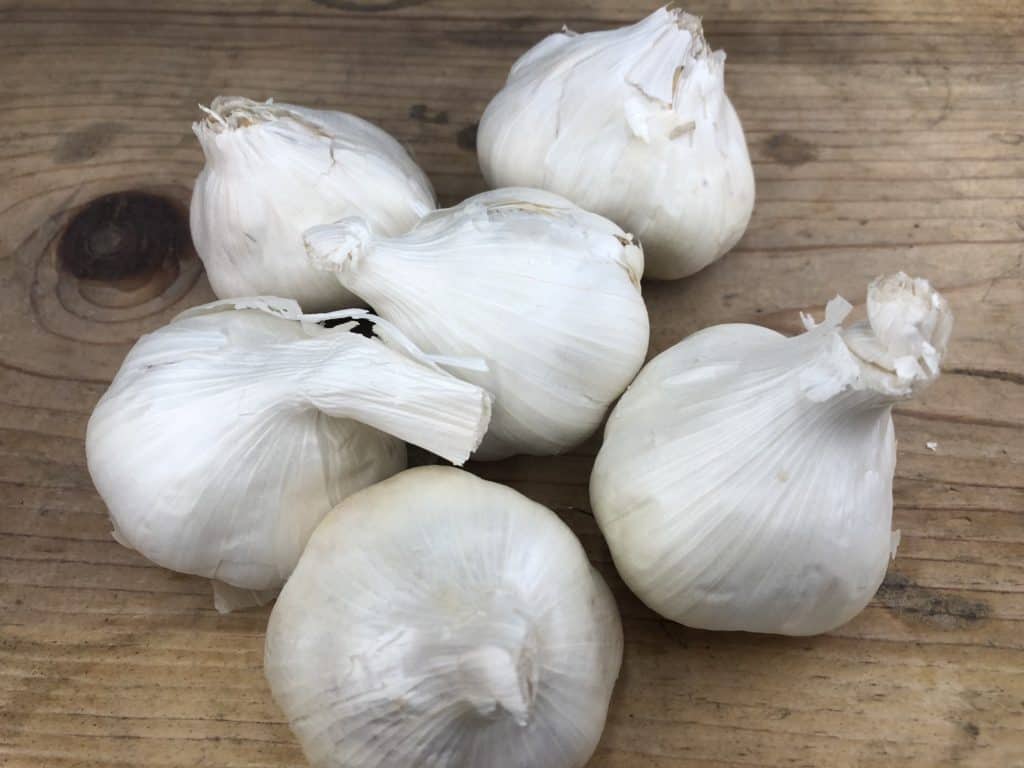 garlic