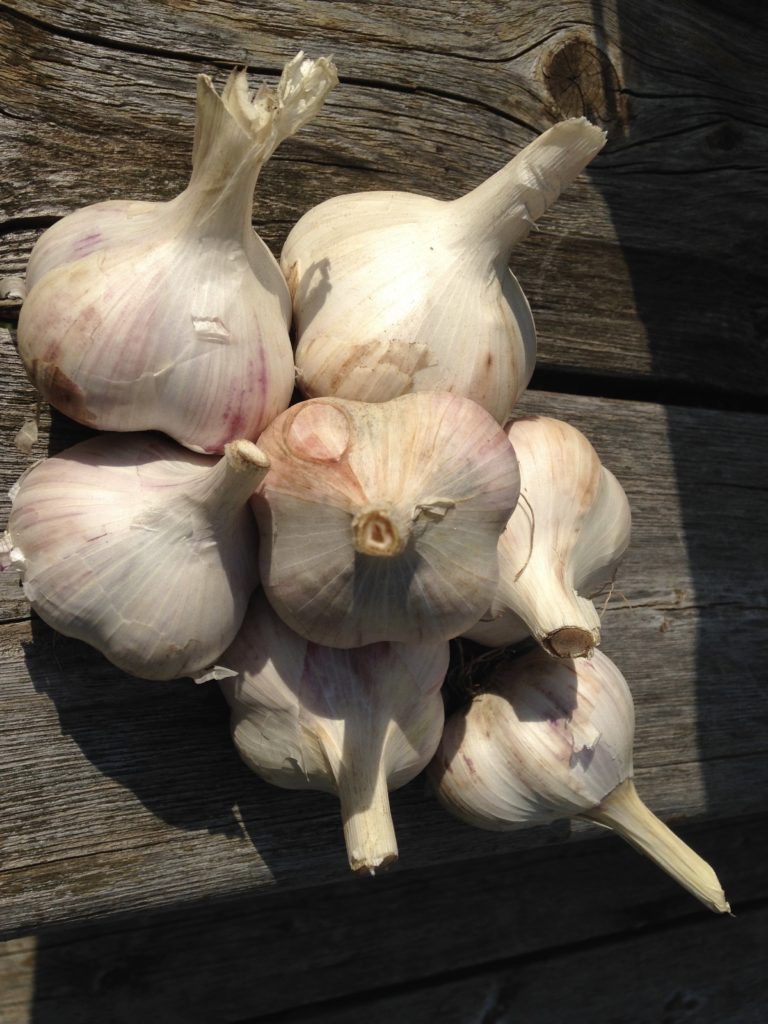 homegrown garlic