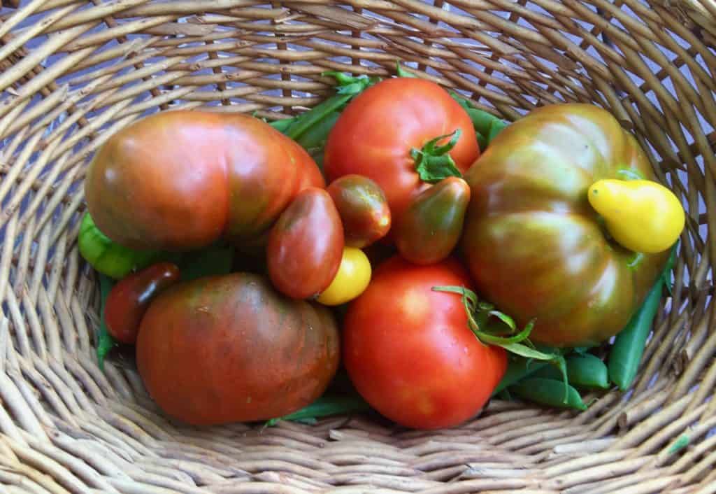 homegrown tomatoes - first harvest