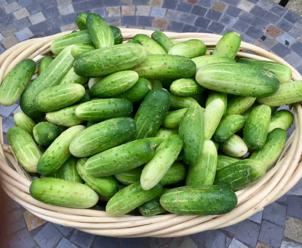 pickling cucumbers for dill pickle relish