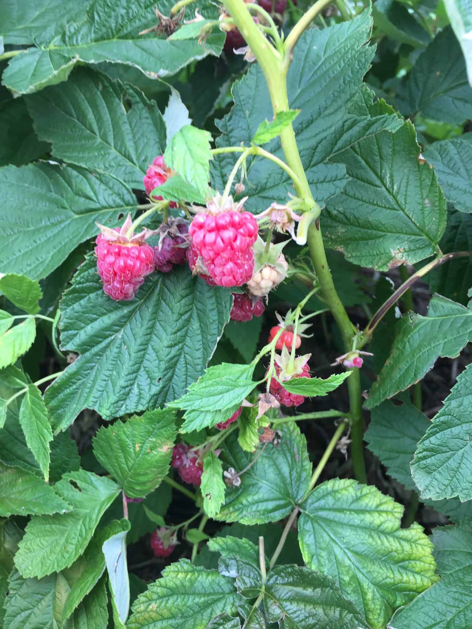 Homegrown Raspberries