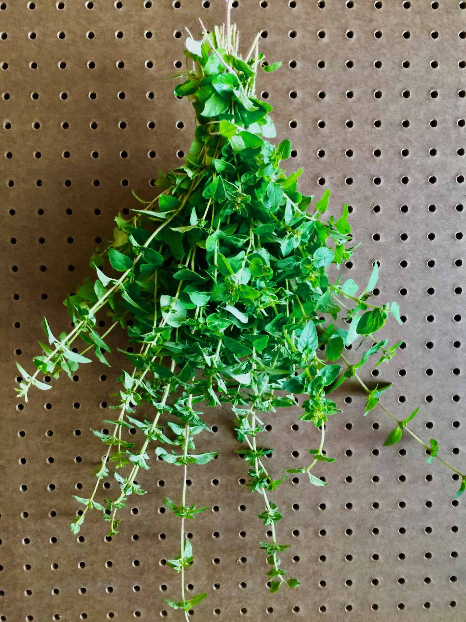 Homegrown Dried Oregano