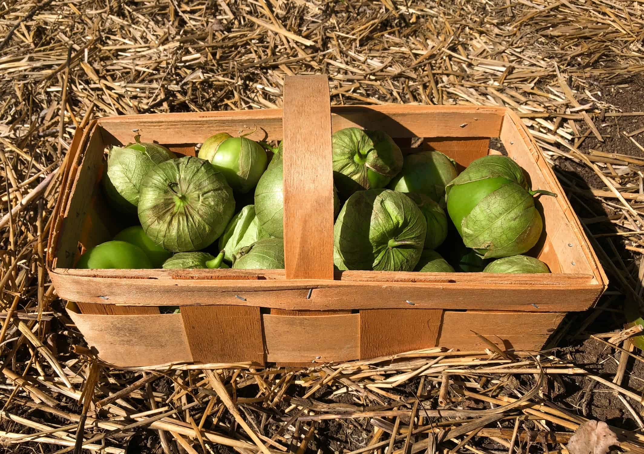 Homegrown Tomatillos